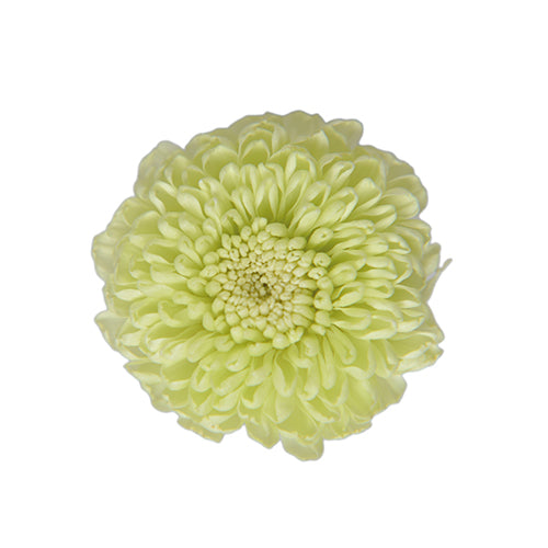 FL410-64 ポンポンマム シトラスグリーン