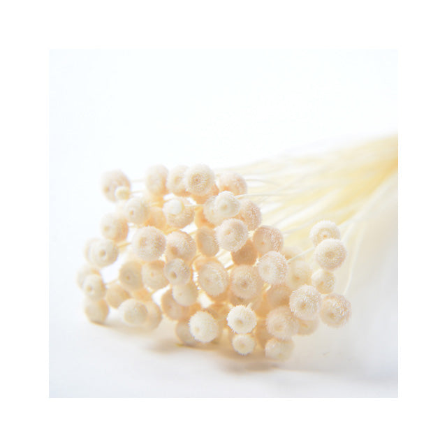 FLDR0011-910 アマレリーノ ドライ ナチュラル