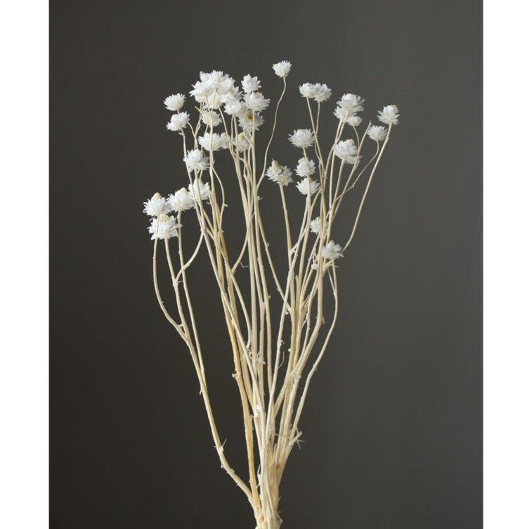 10300-011 アンモビューム・ビューティー オフホワイト