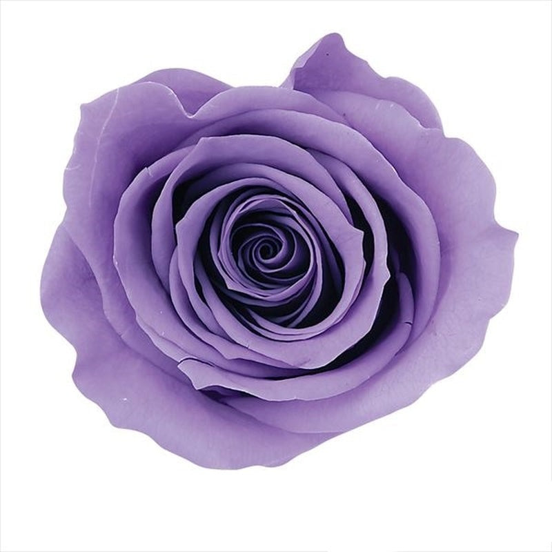 【プリザ】05202-411 ローズ・かのん・M ラベンダー