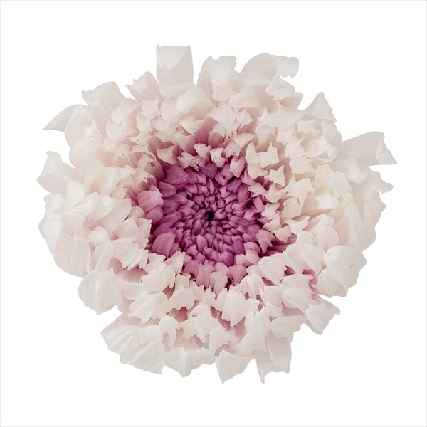 【プリザ】04185-014 輪菊・咲花・ミルフィーユ ホワイトパープル