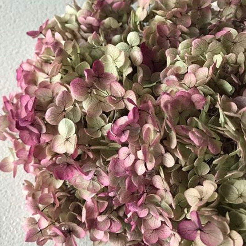 【プリザ】02160-171 アナベル・ヘッド オレガノピンク