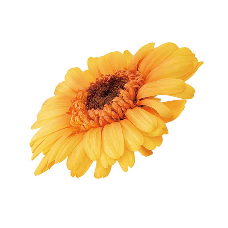 03174-530 ガーベラ・グラデーション イエローレッド