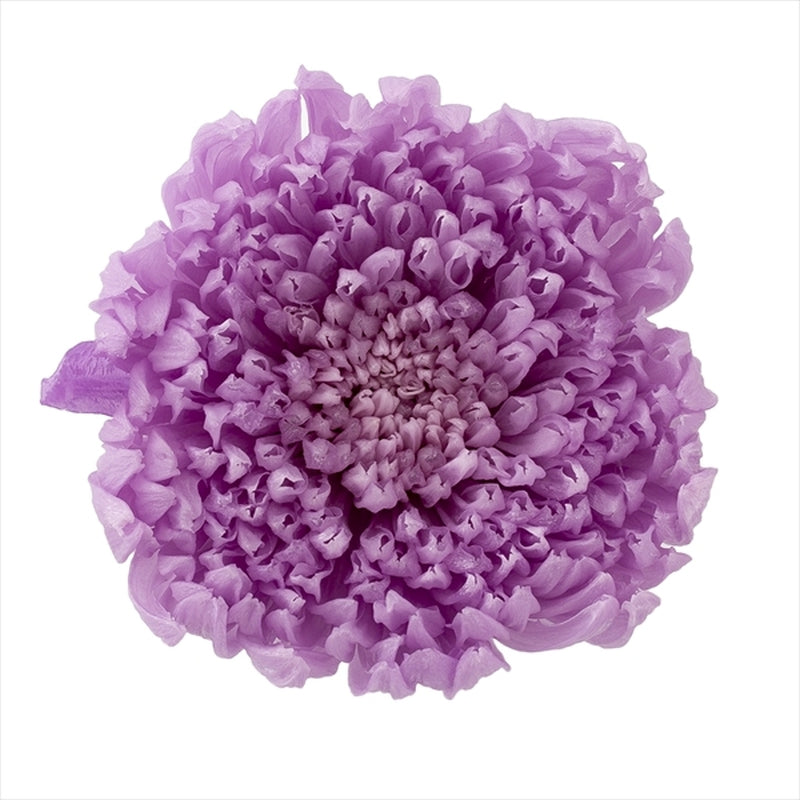 【プリザ】04805-451 輪菊・咲花 スウィートライラック