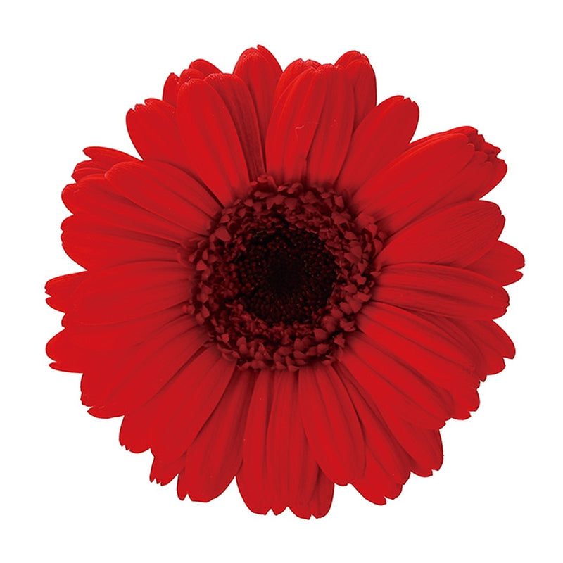 【プリザ】03170-305 ガーベラ レッド