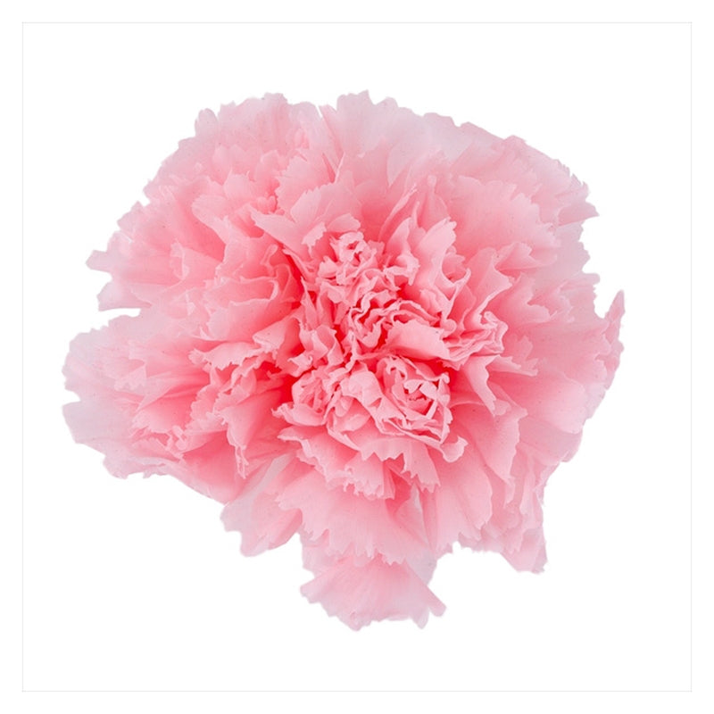 02380-102 カーネーション シャーベットピンク