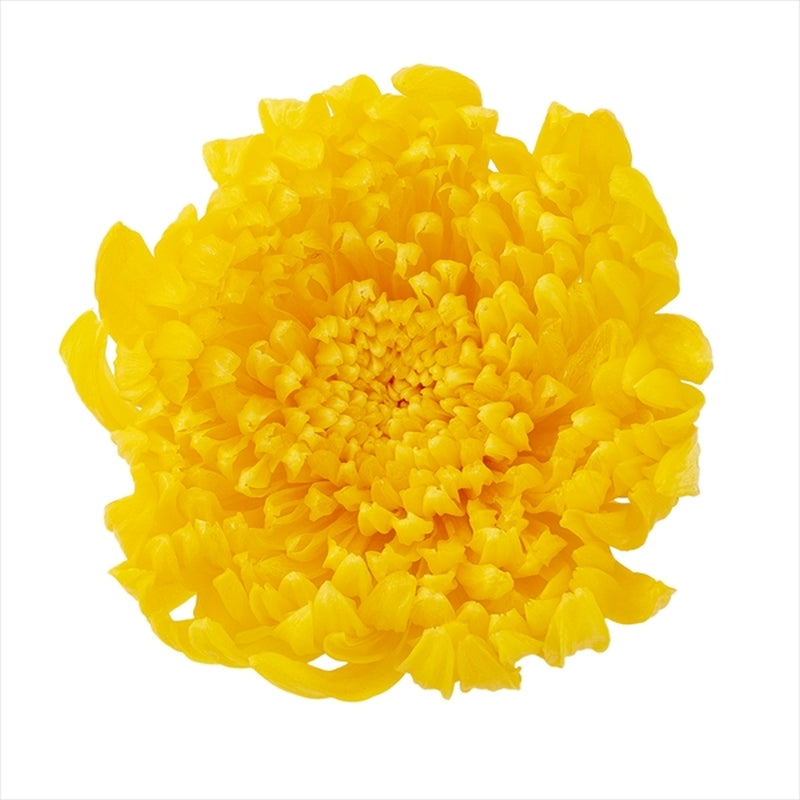 【プリザ】04805-500 輪菊・咲花 イエロー