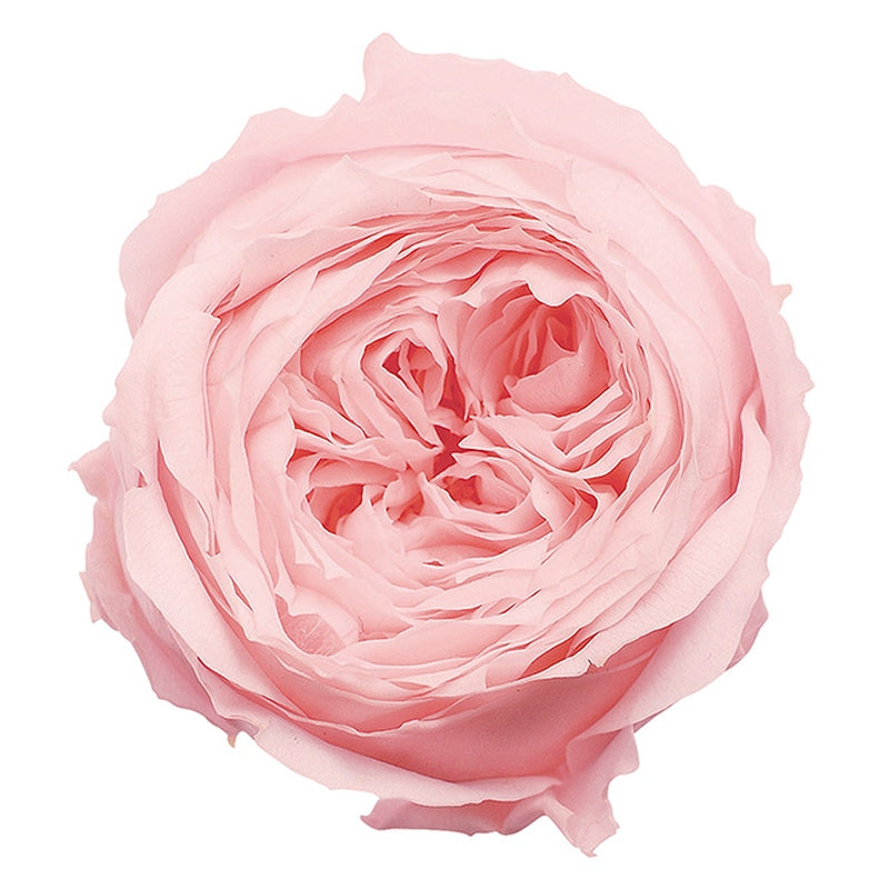 02460-101 ローズ・てまり ブライダルピンク