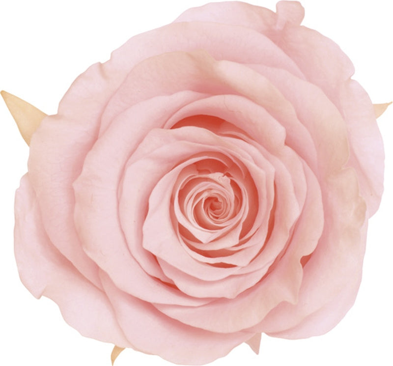 【プリザ】05202-101 ローズ・かのん・M ブライダルピンク