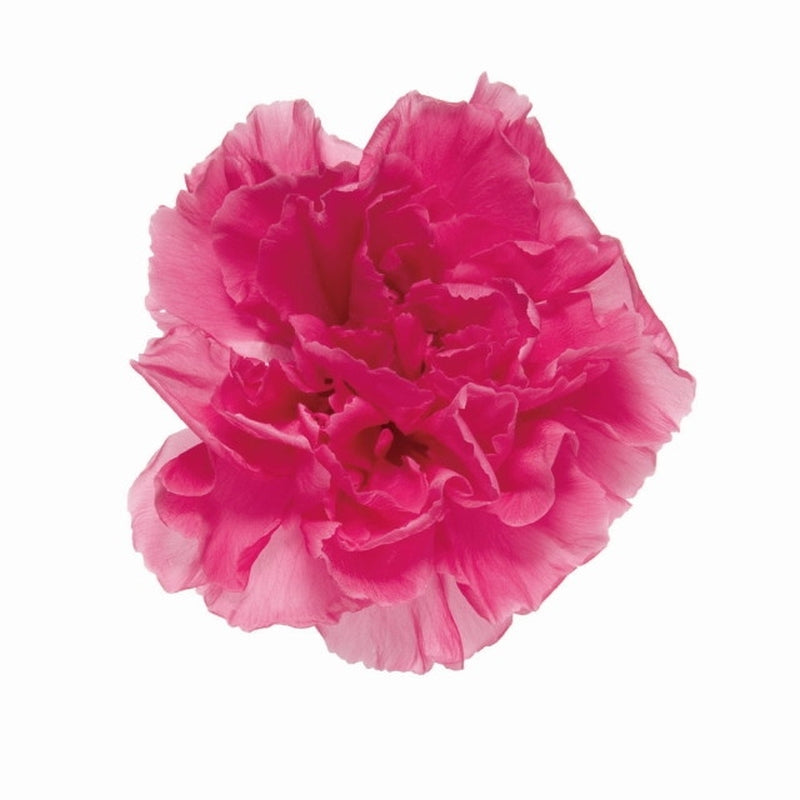 02381-221 ミニカーネーション ストロベリー