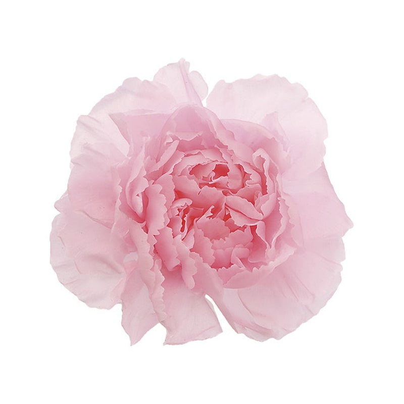 02381-102 ミニカーネーション シャーベットピンク