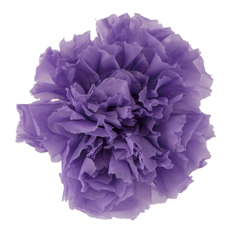 02380-411 カーネーション ラベンダー