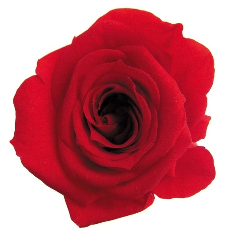 【プリザ】FL300-5 メディアナローズ チェリーレッド