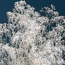 【プリザ】00013-010 ミニカスミ草・ヘッド 白