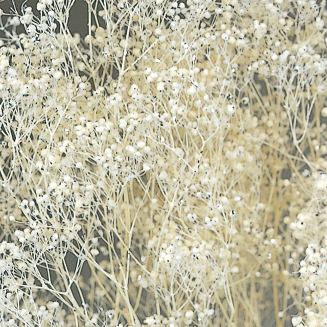 【プリザーブド】【卸販売】00010-015 ミニカスミ草 白ラメ 大地農園 プリザーブドフラワー専門店 花材卸