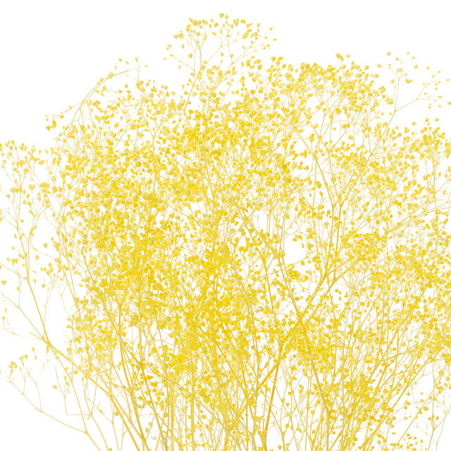 【プリザ】00010-541 ミニカスミ草 エンジェルイエロー