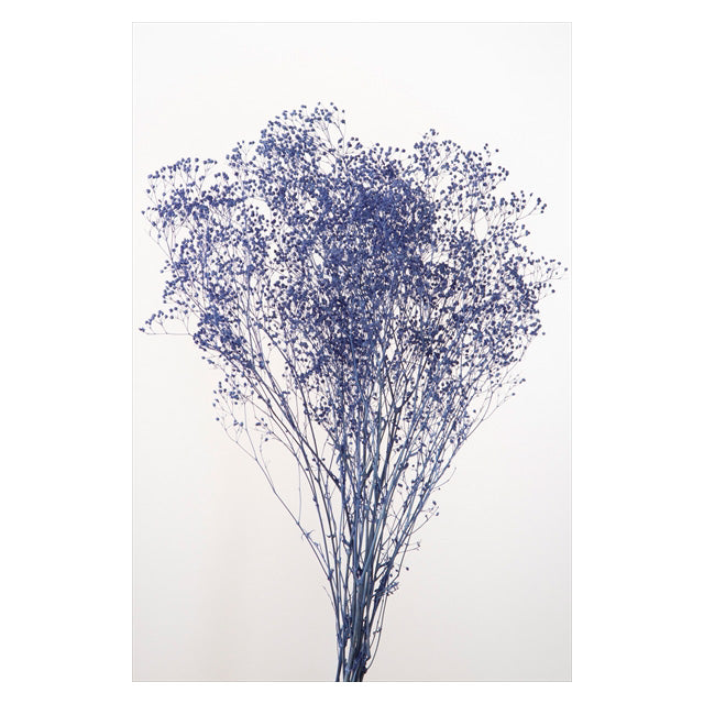 【プリザ】00010-681 ミニカスミ草 コバルトブルー