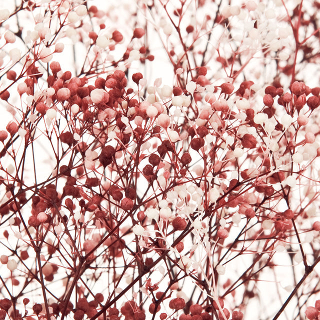 00015-012 ミニカスミ草・フラワーベール 白/ローズ