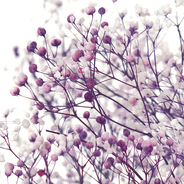 00015-014 ミニカスミ草 フラワーベール 白/パープル