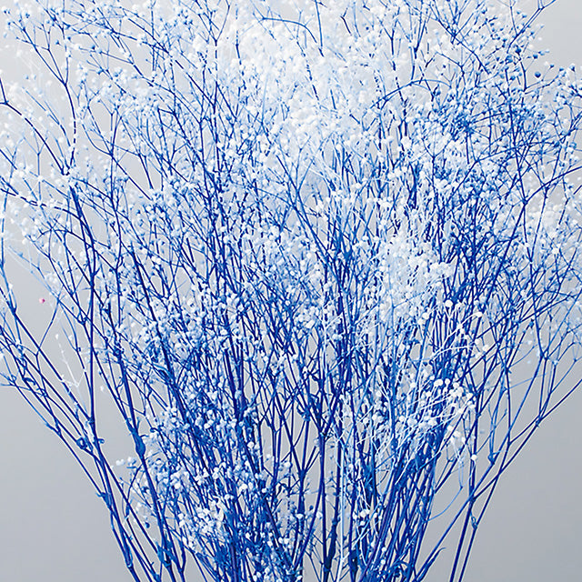 00015-016 ミニカスミ草・フラワーベール 白/ブルー