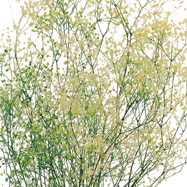 00015-017 ミニカスミ草・フラワーベール 白/グリーン