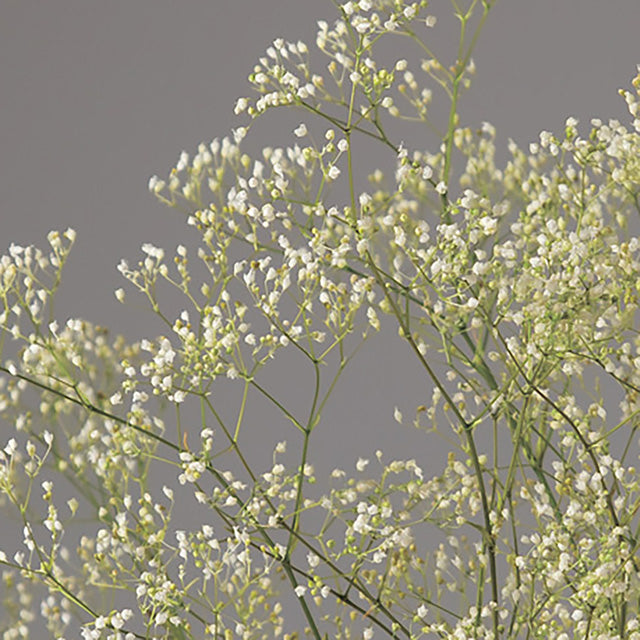 【プリザ】大地農園 プリフラSHOP 花材通販 00025-011 スーパーソフトミニカスミ草・フレア 白