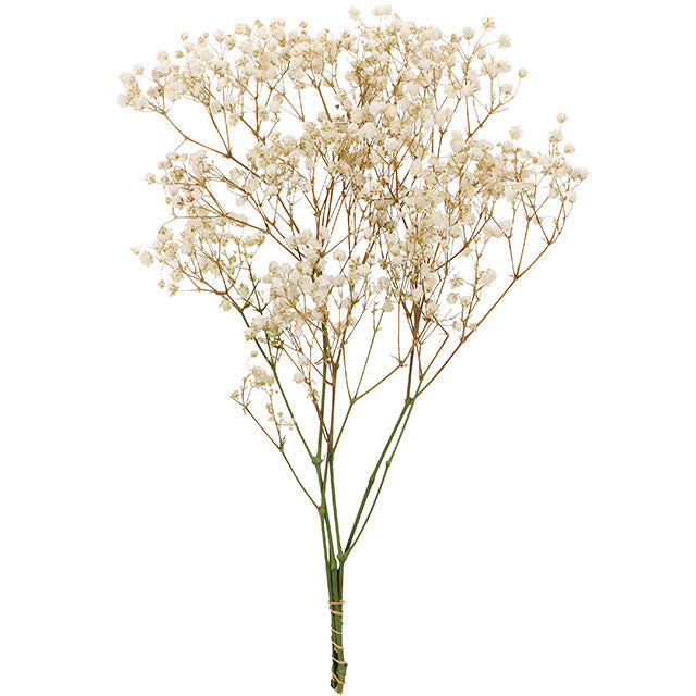 00050-010 アンティークプリザ・カスミ草 白