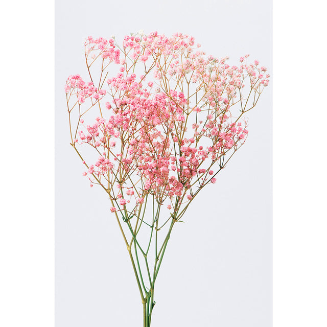 00050-100 アンティークプリザ・カスミ草 ピンク