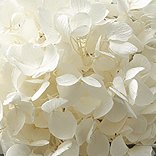 【次回 12月】00840-011 アジサイ・グランディフローラ・ヘッド オフホワイト