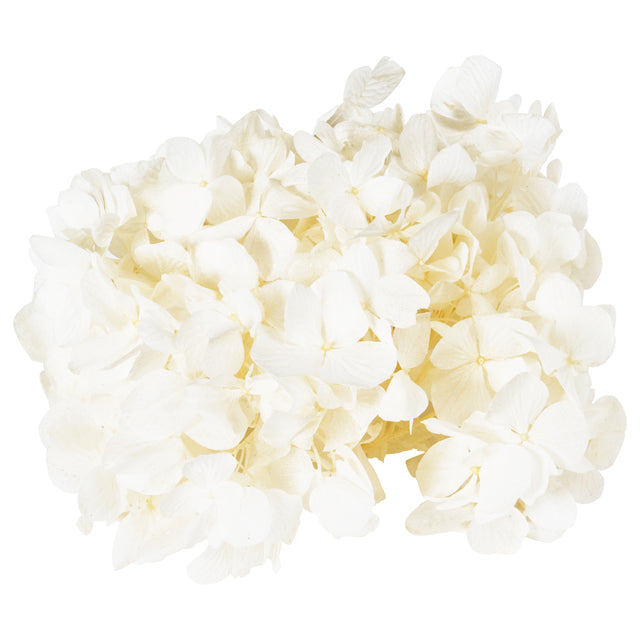 【次回 未定】01900-010 ゆめアジサイ・ヘッド オフホワイト