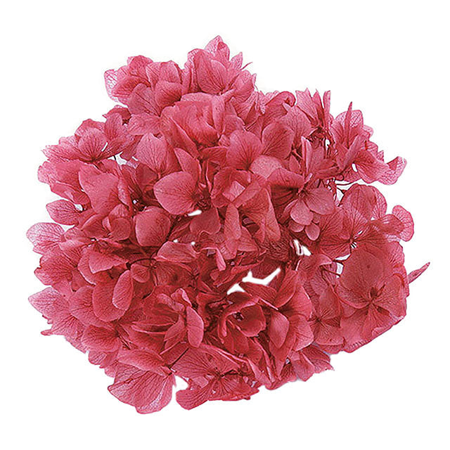 【次回 未定】01900-211 ゆめアジサイ・ヘッド ローズ