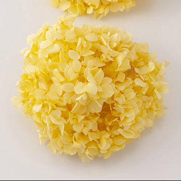 【ハーフ】01900-501 ゆめアジサイ・ヘッド モーニングイエロー