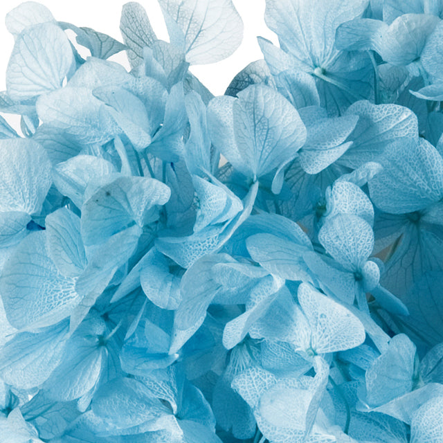 【次回 未定】01900-601 ゆめアジサイ・ヘッド ブルー