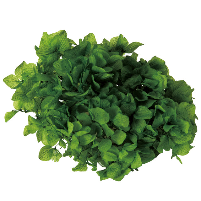 【プリザ】01900-701 ゆめアジサイ・ヘッド グリーン