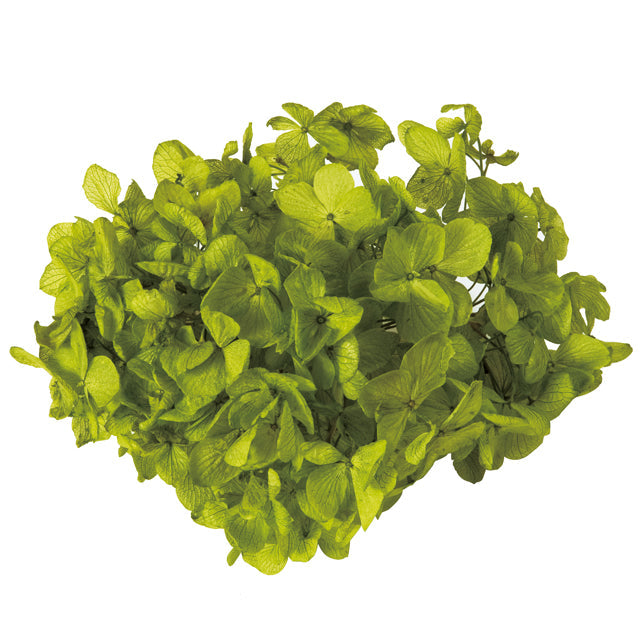 【次回 未定】01900-721 ゆめアジサイ・ヘッド ライトグリーン