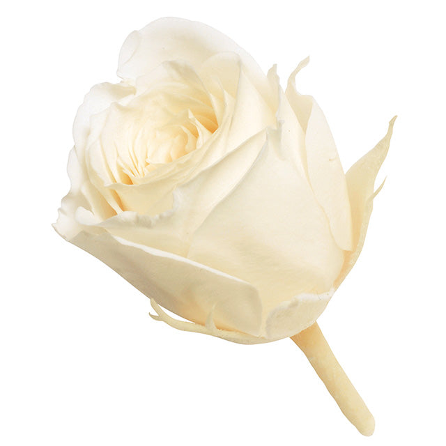 小分け販売 ビビアン 2輪 アンティックホワイト