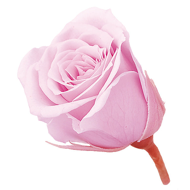 小分け販売 ビビアン 2輪 シャーベットピンク