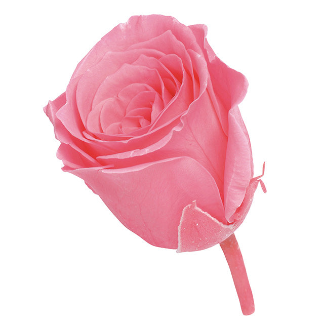 02370-121 ビビアン キャンディピンク