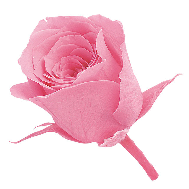 02370-181 ビビアン プリンセスピンク