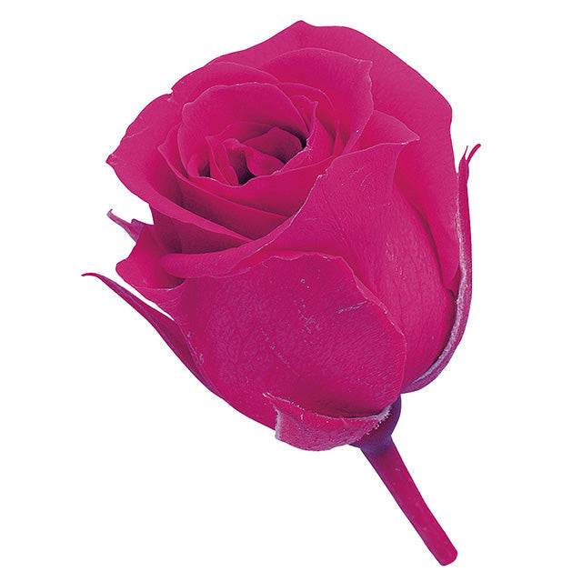 【プリザ】02370-211 ビビアン フランボワーズ