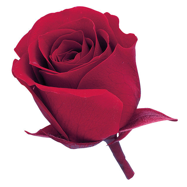 小分け販売 ビビアン 2輪 クイーンレッド