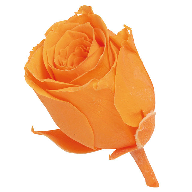 小分け販売 ビビアン 2輪 フルーティオレンジ