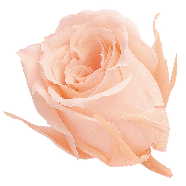 小分け販売 ビビアン 2輪 クリーミーピーチ