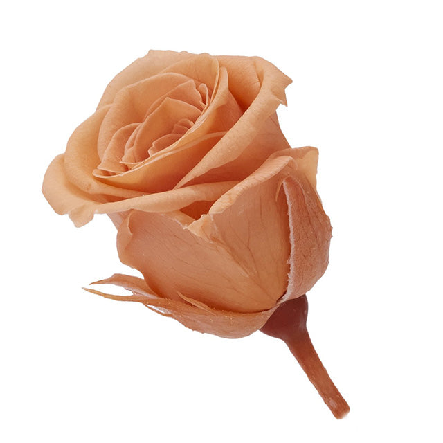 02370-382 ビビアン タルトオレンジ