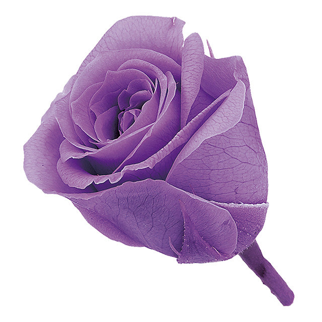 小分け販売 ビビアン 2輪 スウィートライラック