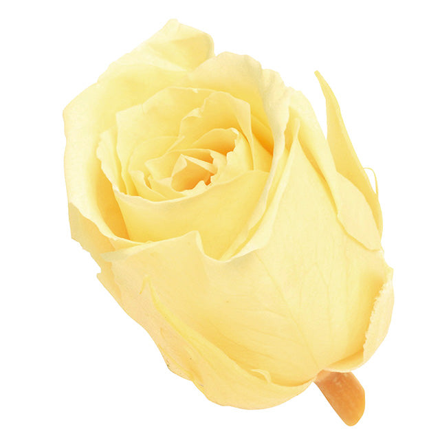 【プリザ 小分け】ビビアン 2輪 モーニングイエロー