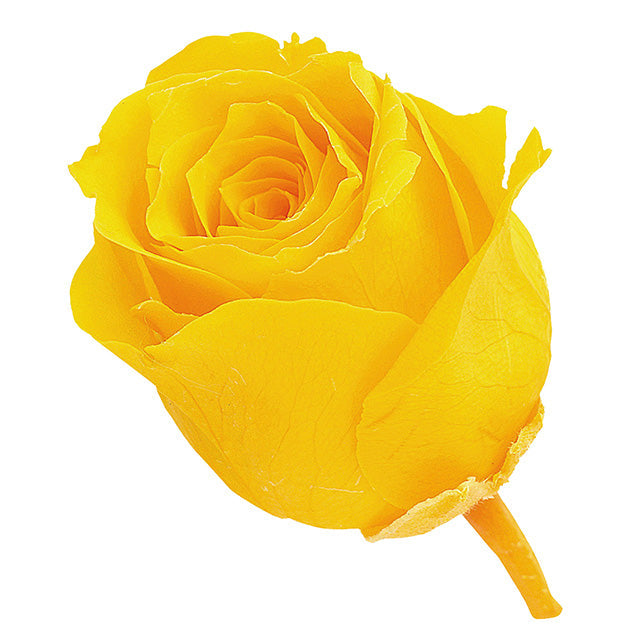 02370-521 ビビアン ミモザイエロー