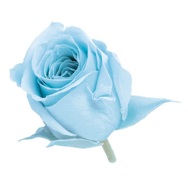 小分け販売 ビビアン 2輪 ベビーブルー