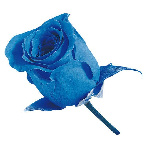 【プリザ】02370-651 ビビアン ソーダブルー