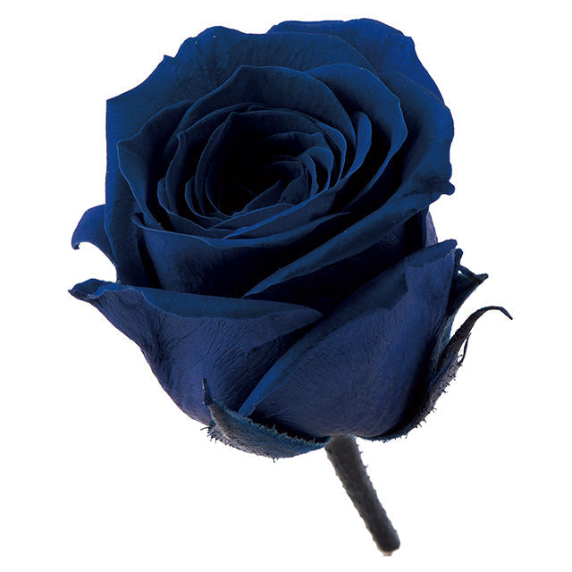 小分け販売 ビビアン 2輪 インディゴブルー